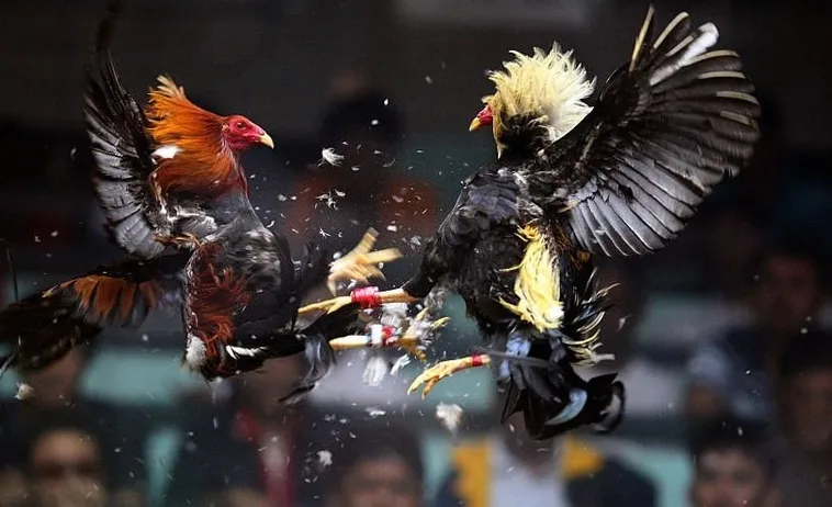 Tìm Hiểu Cách Chơi Đá Gà WS168 Tại Yeu88 Hấp Dẫn Nhất 2 Tìm Hiểu Cách Chơi Đá Gà WS168 Tại Yeu88 Hấp Dẫn Nhất