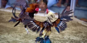 Hướng Dẫn Cách Chơi Đá Gà Sabong Yeu88 Kịch Tính Và Hấp Dẫn Nhất