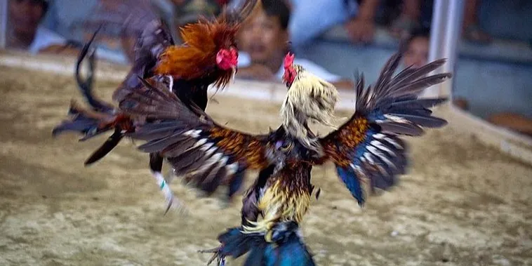 Hướng Dẫn Cách Chơi Đá Gà Sabong Yeu88 Kịch Tính Và Hấp Dẫn Nhất 1 Hướng Dẫn Cách Chơi Đá Gà Sabong Yeu88 Kịch Tính Và Hấp Dẫn Nhất